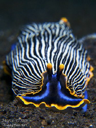 Arminidae Nudibranch (Armina semperi) - Puri Jati, Bali (... by Marco Waagmeester 
